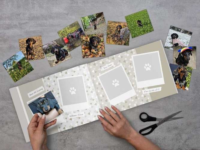 Hundeauslaufgebiet-Mein Pfotenleben-Bild