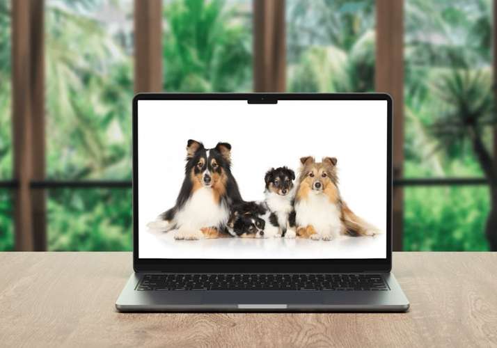 Hundeauslaufgebiet-Dein Weg mit Hund - Hundetraining online-Bild