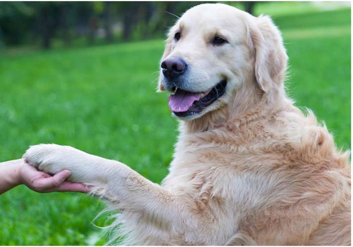 Hundeauslaufgebiet-Dein Weg mit Hund - Hundetraining online-Bild