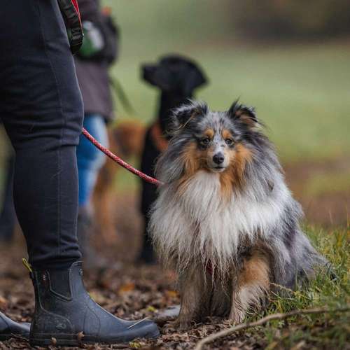 Hundeauslaufgebiet-Findling.-Bild