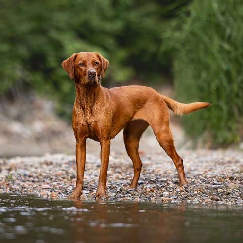 Hundeauslaufgebiet-Findling.-Bild