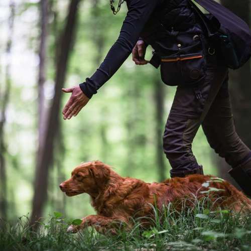 Hundeauslaufgebiet-Findling.-Bild