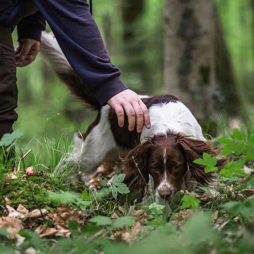 Hundeauslaufgebiet-Findling.-Bild