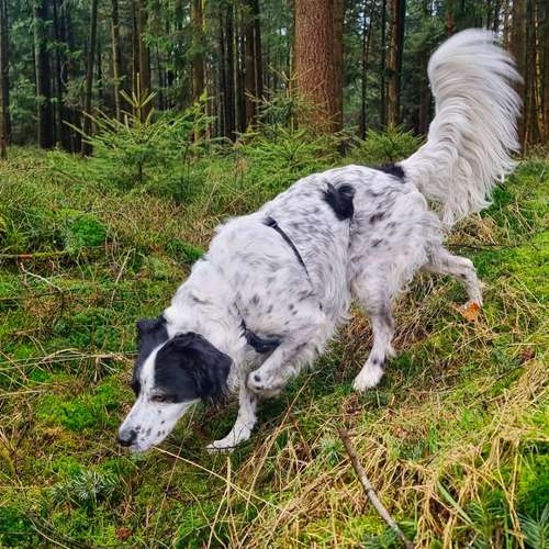 Hundeauslaufgebiet-Findling.-Bild