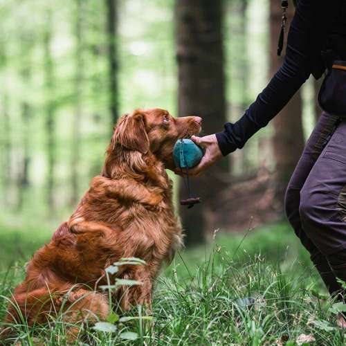 Hundeauslaufgebiet-Findling.-Bild