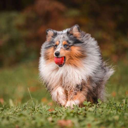 Hundeauslaufgebiet-Findling.-Bild