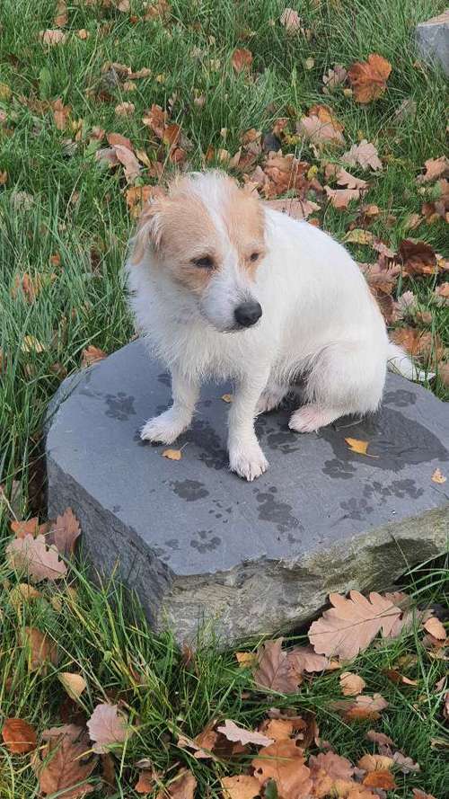 Hundeauslaufgebiet-Forstbetrieb Ertl-Bild