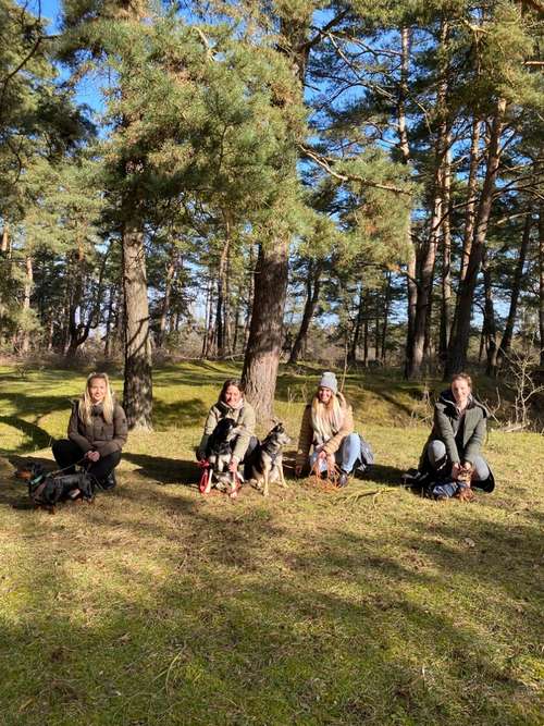 Hundeauslaufgebiet-Hundeschule Nepano-Bild