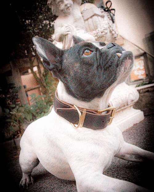 Hundeauslaufgebiet-Tierheilpraxis Würzburg-Bild