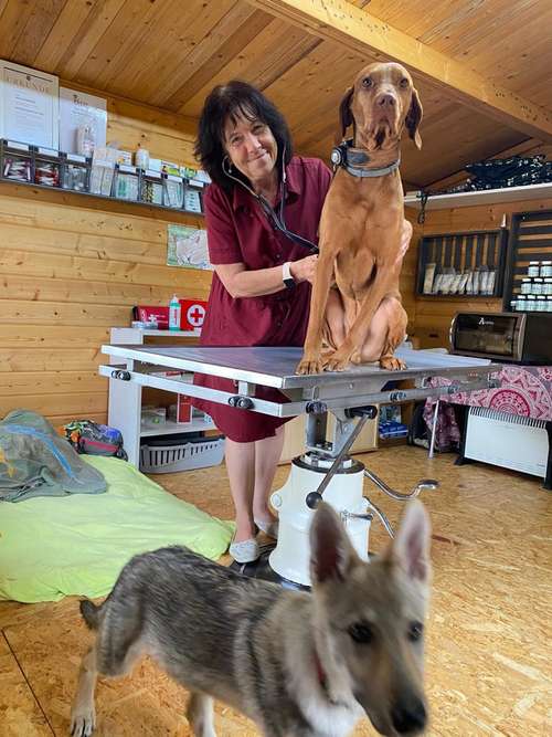 Hundeauslaufgebiet-Tierheilpraxis Würzburg-Bild