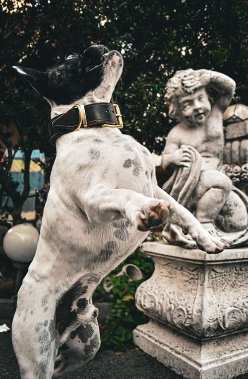 Hundeauslaufgebiet-Tierheilpraxis Würzburg-Bild