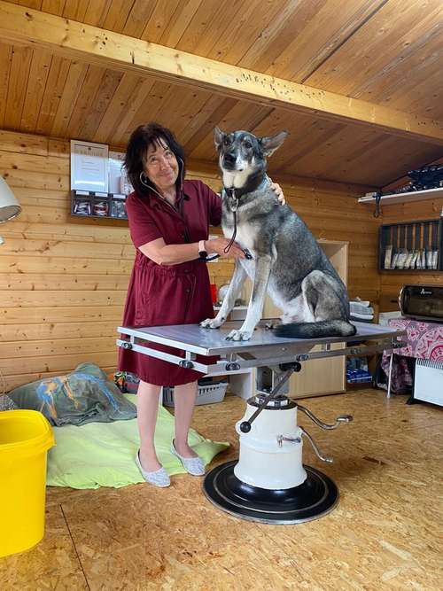 Hundeauslaufgebiet-Tierheilpraxis Würzburg-Bild