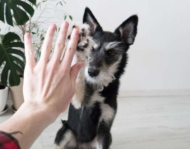 Hundeauslaufgebiet-Pfotenlehre-Bild