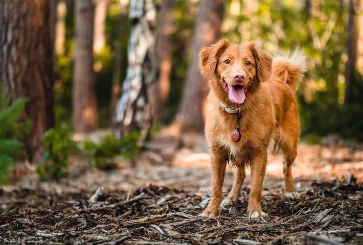 Hundeauslaufgebiet-Pfotenlehre-Bild