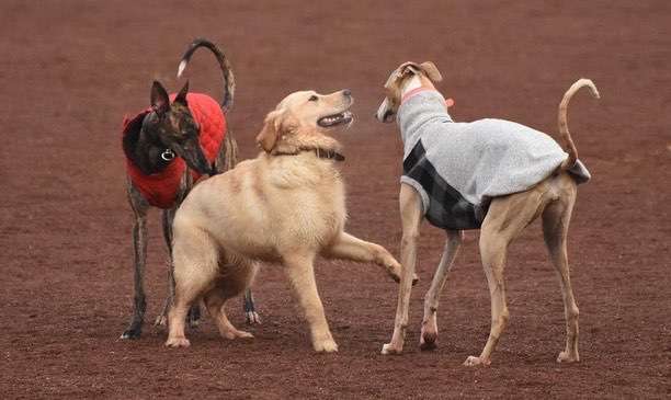 Hundeauslaufgebiet-VierPfotenLiebe-Bild