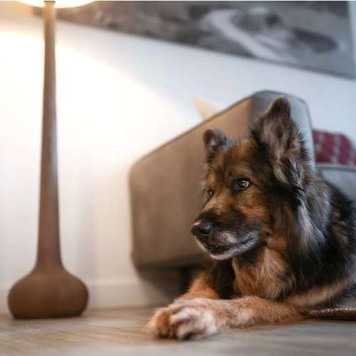 Hundeauslaufgebiet-Fewos mit ❤️  für Hund im Alpenvorland-Bild