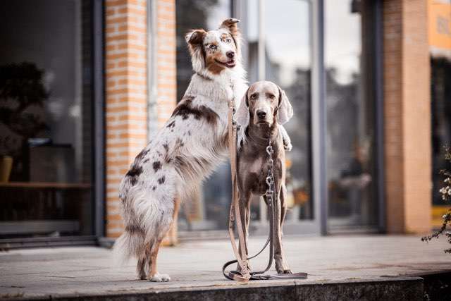 Hundeauslaufgebiet-Freudentier-Bild