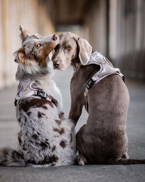 Hundeauslaufgebiet-Freudentier-Bild