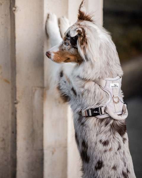 Hundeauslaufgebiet-Freudentier-Bild