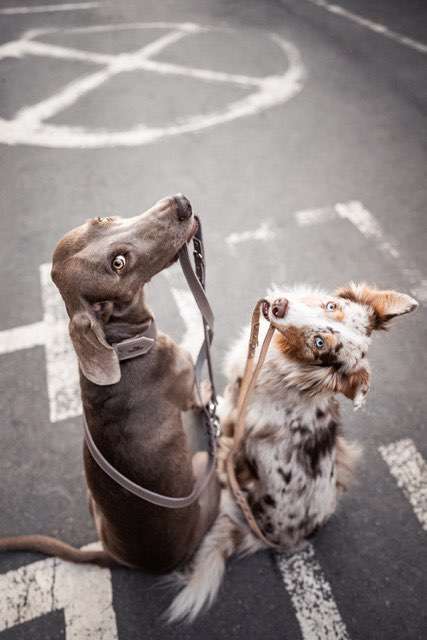 Hundeauslaufgebiet-Freudentier-Bild