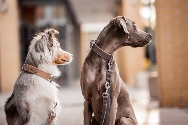 Hundeauslaufgebiet-Freudentier-Bild