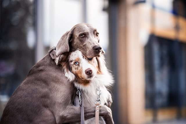 Hundeauslaufgebiet-Freudentier-Bild