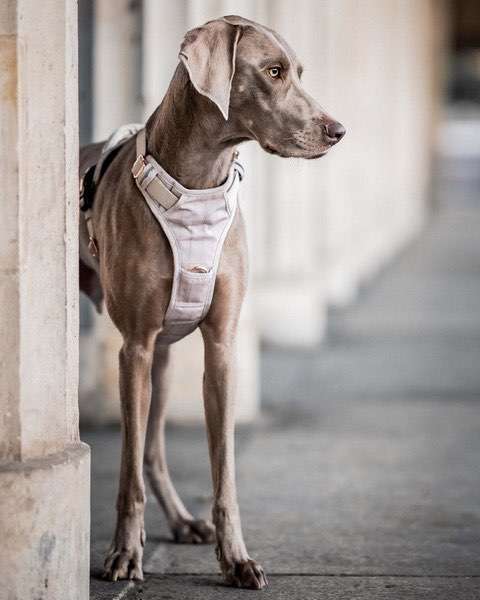 Hundeauslaufgebiet-Freudentier-Bild