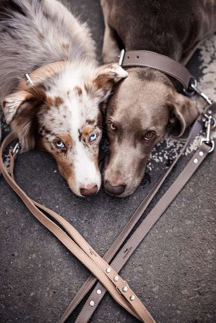 Hundeauslaufgebiet-Freudentier-Bild