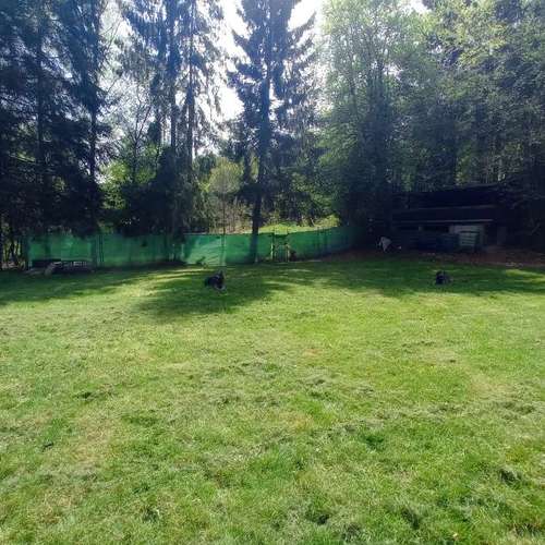 Hundeauslaufgebiet-Dogs on the hills-Bild
