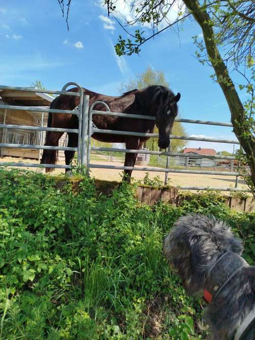 Hundeauslaufgebiet-Dogs on the hills-Bild