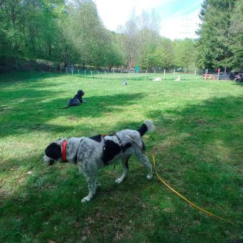 Hundeauslaufgebiet-Dogs on the hills-Bild