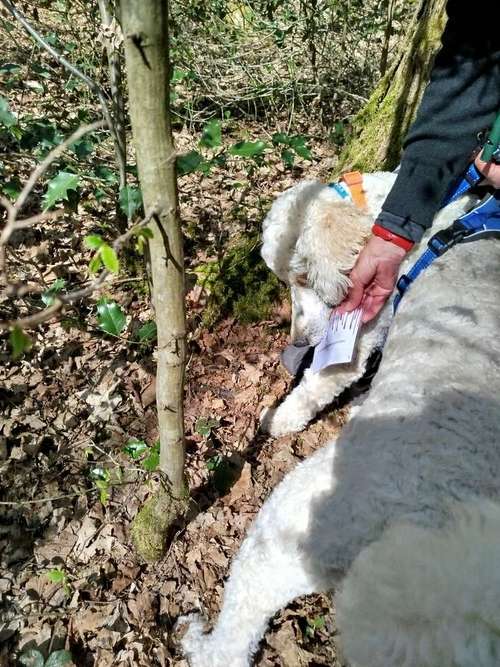 Hundeauslaufgebiet-Dogs on the hills-Bild