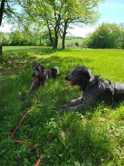 Hundeauslaufgebiet-Dogs on the hills-Bild