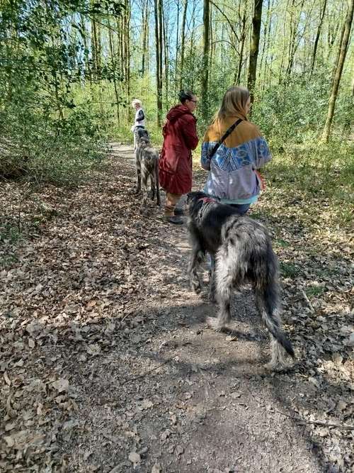 Hundeauslaufgebiet-Dogs on the hills-Bild