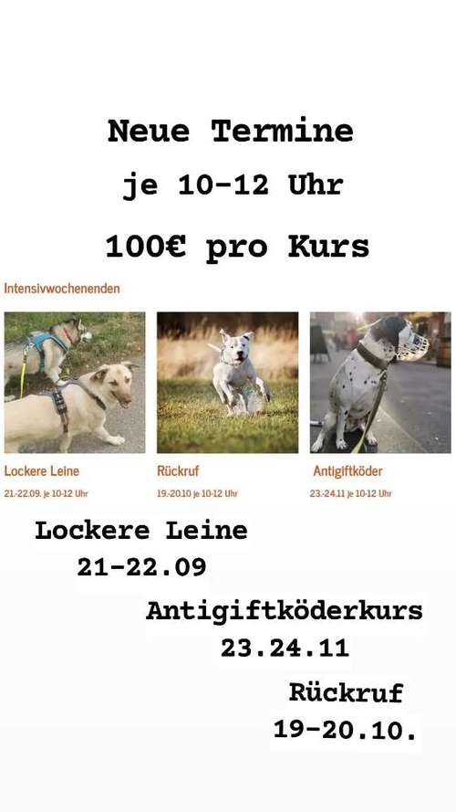 Hundeauslaufgebiet-Hundetraining Prinz-Bild