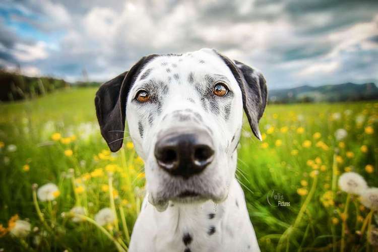 Hundeauslaufgebiet-Hundetraining Prinz-Bild