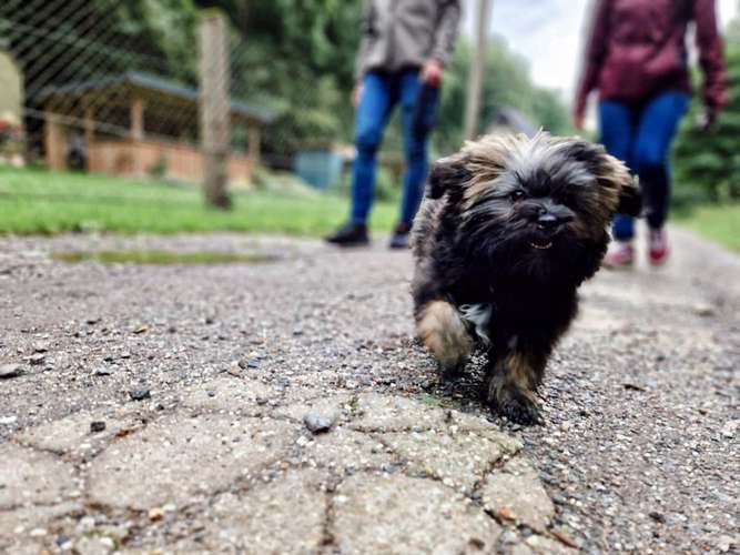 Hundeauslaufgebiet-Hundebewusst erleben & verstehen-Bild