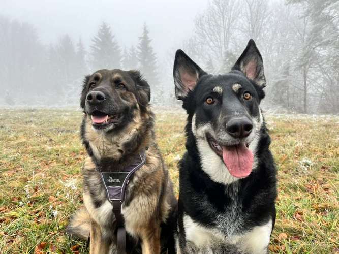 Hundeauslaufgebiet-The Wuff-Bild