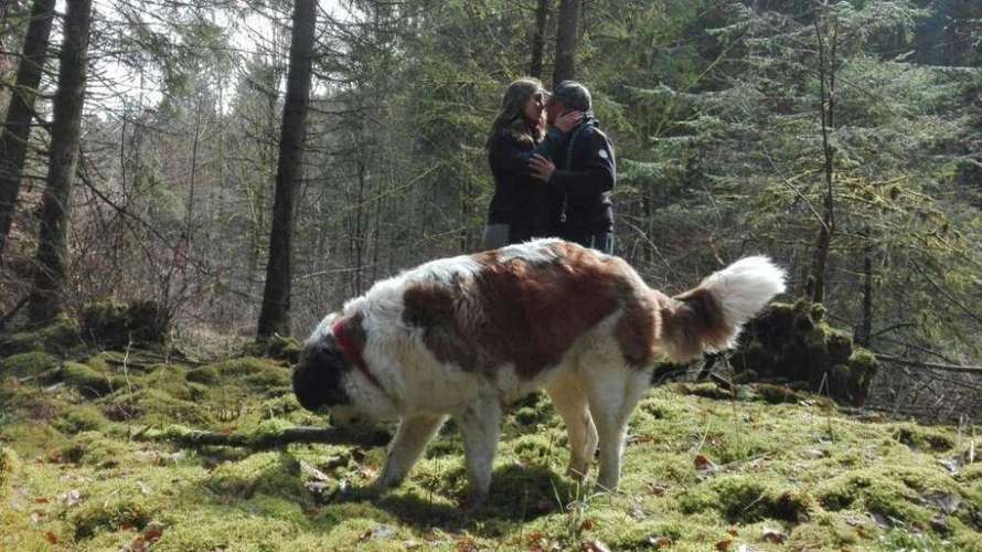 Hundeauslaufgebiet-The Wuff-Bild