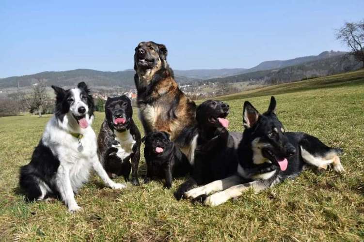 Hundeauslaufgebiet-The Wuff-Bild