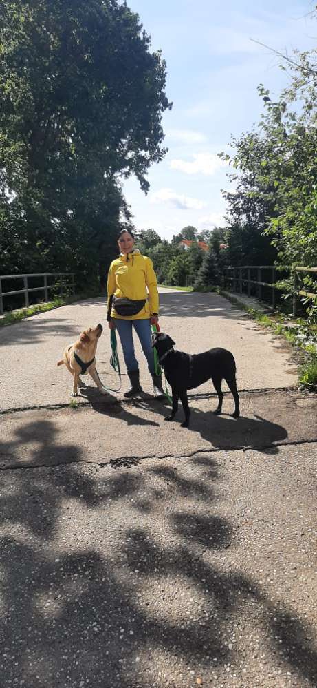 Hundeauslaufgebiet-Marions mobile Hundeschule-Bild