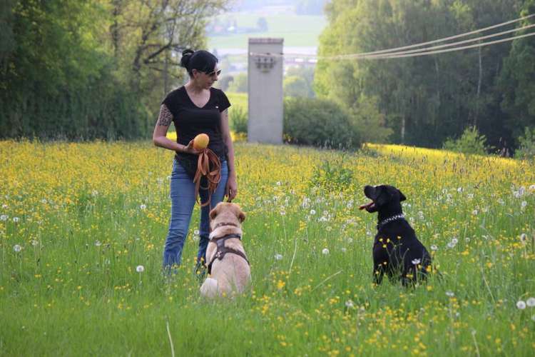 Hundeauslaufgebiet-Marions mobile Hundeschule-Bild