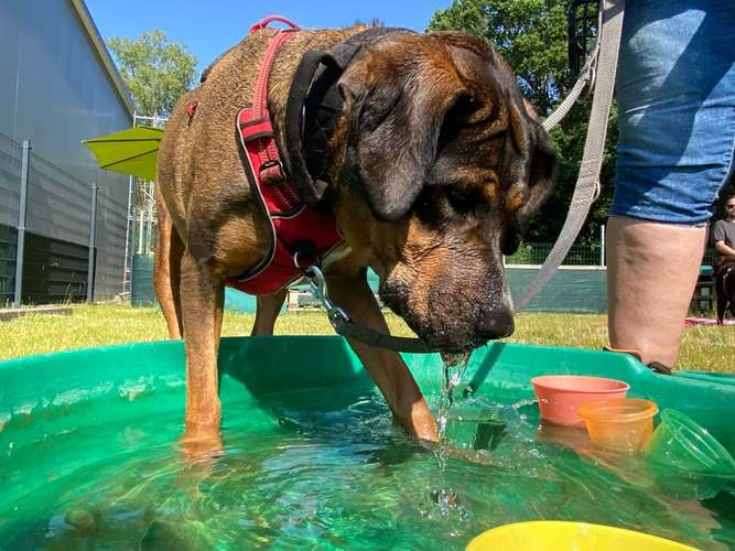 Hundeauslaufgebiet-Spike‘s Park -Bild