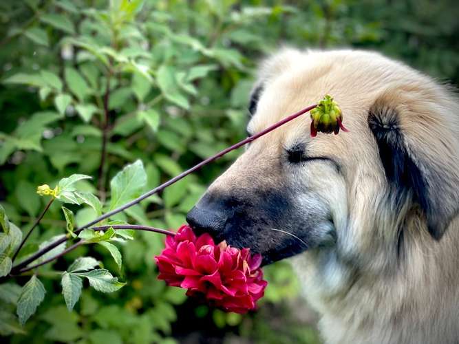 Hundeauslaufgebiet-Hundeschule SANTO-Bild