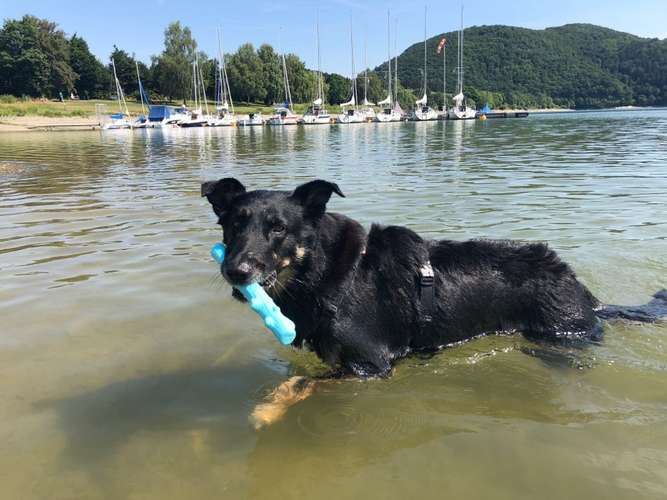 Hundeauslaufgebiet-Hundeschule SANTO-Bild