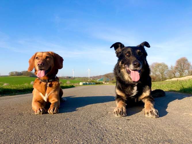 Hundeauslaufgebiet-Hundeschule SANTO-Bild