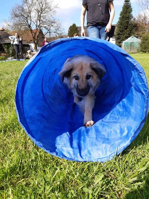 Hundeauslaufgebiet-Hundeschule SANTO-Bild