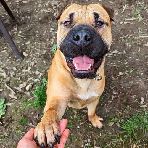 Hundeauslaufgebiet-Underdog Rescue e.V-Bild