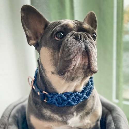 Hundeauslaufgebiet-mo_bibabup-Bild