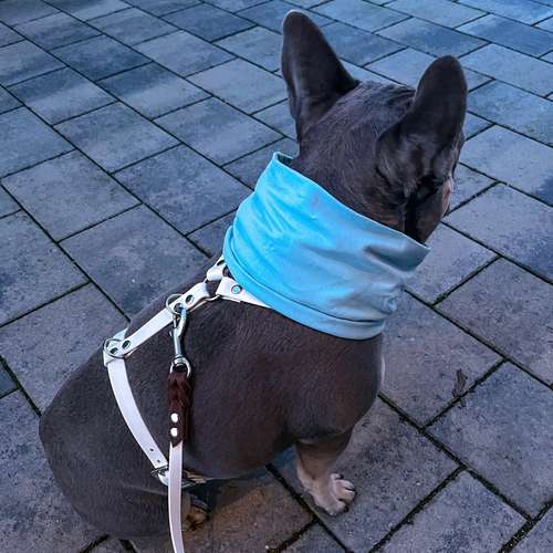 Hundeauslaufgebiet-mo_bibabup-Bild